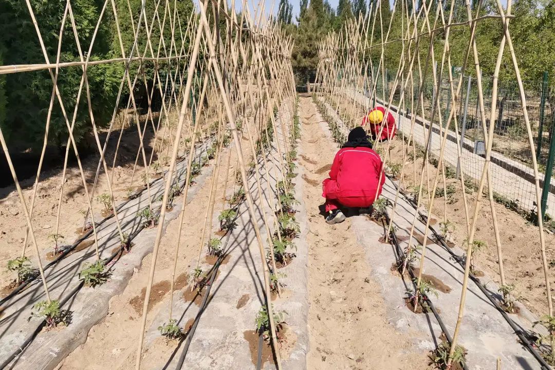 		漂亮中国⑨丨优德88集团“漂亮中国行动月”（宁夏青铜峡站）运动顺遂举行_员工关爱_优德88集团有限公司	