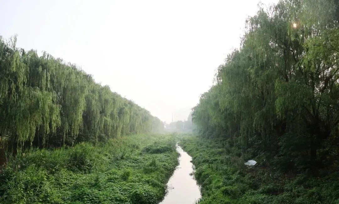 		绿色生长 | 北玻有限滕州公司：厂区好生态 候鸟翩翩来_节能环保_优德88集团有限公司	