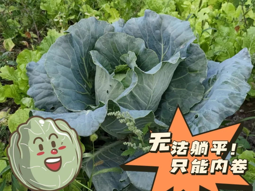 		 大丰收！来新疆天山水泥厂开心农场尝尝“秋”的味道~ _责任与文化_优德88集团有限公司	